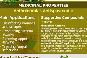 Unlock Thyme Herbal Tea Benefits: Your Health Guide The Ultimate Herbal Remedies Guide: Natural Healing for a Healthier Life Unlock Thyme Herbal Tea Benefits: Your Health Guide | The Ultimate Herbal Remedies Guide: Natural Healing for a Healthier Life