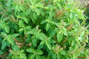 Benefits of Tulsi: The Holy Herbal Plant Power The Ultimate Herbal Remedies Guide: Natural Healing for a Healthier Life Benefits of Tulsi: The Holy Herbal Plant Power | The Ultimate Herbal Remedies Guide: Natural Healing for a Healthier Life