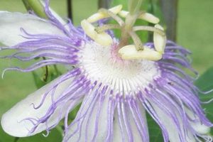 Natural Herbal Remedies for Essential Tremors: Relief Tips The Ultimate Herbal Remedies Guide: Natural Healing for a Healthier Life Natural Herbal Remedies for Essential Tremors: Relief Tips | The Ultimate Herbal Remedies Guide: Natural Healing for a Healthier Life