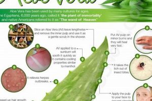 Top Aloe Vera Herbal Uses: Benefits & Remedies The Ultimate Herbal Remedies Guide: Natural Healing for a Healthier Life Top Aloe Vera Herbal Uses: Benefits & Remedies | The Ultimate Herbal Remedies Guide: Natural Healing for a Healthier Life