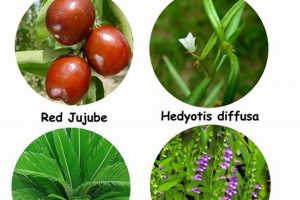 Boost & Heal: Herbal Drink for Cancer Support The Ultimate Herbal Remedies Guide: Natural Healing for a Healthier Life Boost & Heal: Herbal Drink for Cancer Support | The Ultimate Herbal Remedies Guide: Natural Healing for a Healthier Life