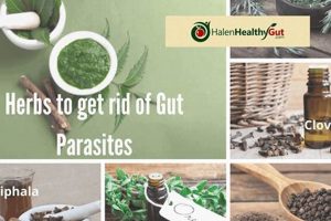 Natural Herbal Treatment for Parasites: A Human Guide The Ultimate Herbal Remedies Guide: Natural Healing for a Healthier Life Natural Herbal Treatment for Parasites: A Human Guide | The Ultimate Herbal Remedies Guide: Natural Healing for a Healthier Life