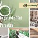 Natural Herbal Treatment for Parasites: A Human Guide | The Ultimate Herbal Remedies Guide: Natural Healing for a Healthier Life