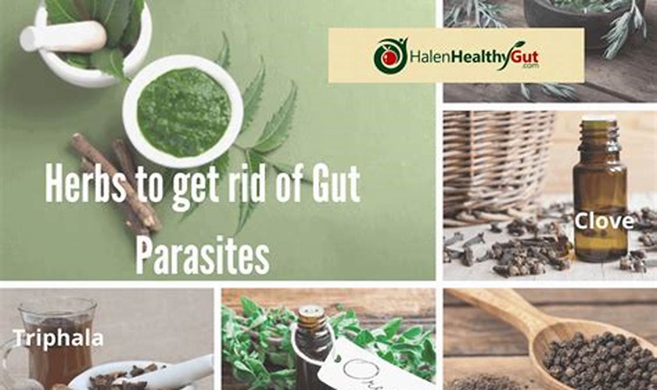 Natural Herbal Treatment for Parasites: A Human Guide The Ultimate Herbal Remedies Guide: Natural Healing for a Healthier Life Natural Herbal Treatment for Parasites: A Human Guide | The Ultimate Herbal Remedies Guide: Natural Healing for a Healthier Life