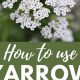 Explore Herbal Uses for Yarrow: Benefits &amp; Remedies | The Ultimate Herbal Remedies Guide: Natural Healing for a Healthier Life