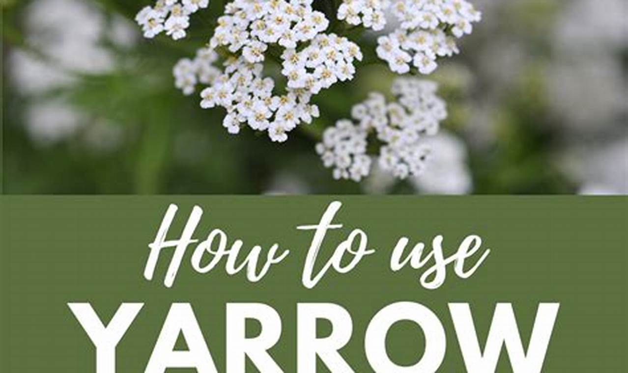 Explore Herbal Uses for Yarrow: Benefits & Remedies The Ultimate Herbal Remedies Guide: Natural Healing for a Healthier Life Explore Herbal Uses for Yarrow: Benefits & Remedies | The Ultimate Herbal Remedies Guide: Natural Healing for a Healthier Life