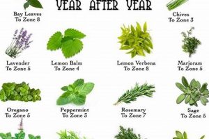 Your Herbal Plants PDF Guide: Benefits & Uses The Ultimate Herbal Remedies Guide: Natural Healing for a Healthier Life Your Herbal Plants PDF Guide: Benefits & Uses | The Ultimate Herbal Remedies Guide: Natural Healing for a Healthier Life