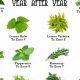 Your Herbal Plants PDF Guide: Benefits & Uses | The Ultimate Herbal Remedies Guide: Natural Healing for a Healthier Life