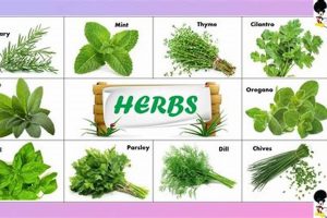 Learn Herbal Plants: Names & Pictures - Your Guide The Ultimate Herbal Remedies Guide: Natural Healing for a Healthier Life Learn Herbal Plants: Names & Pictures - Your Guide | The Ultimate Herbal Remedies Guide: Natural Healing for a Healthier Life