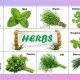 Learn Herbal Plants: Names & Pictures - Your Guide | The Ultimate Herbal Remedies Guide: Natural Healing for a Healthier Life