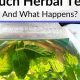 Risks of Drinking Too Much Herbal Tea? Effects & Tips | The Ultimate Herbal Remedies Guide: Natural Healing for a Healthier Life