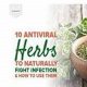 Natural Boost: Herbal Remedies for Infection Relief | The Ultimate Herbal Remedies Guide: Natural Healing for a Healthier Life