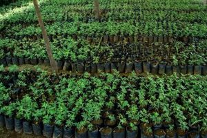 Grow Your Own: Herbal Plant Nursery Starts Here The Ultimate Herbal Remedies Guide: Natural Healing for a Healthier Life Grow Your Own: Herbal Plant Nursery Starts Here | The Ultimate Herbal Remedies Guide: Natural Healing for a Healthier Life