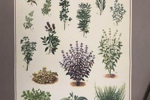 Botanical Herbal Wall Art: Nature's Decor The Ultimate Herbal Remedies Guide: Natural Healing for a Healthier Life Botanical Herbal Wall Art: Nature's Decor | The Ultimate Herbal Remedies Guide: Natural Healing for a Healthier Life