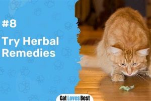 Natural Herbal Remedies for Cats in Heat: Safe Relief The Ultimate Herbal Remedies Guide: Natural Healing for a Healthier Life Natural Herbal Remedies for Cats in Heat: Safe Relief | The Ultimate Herbal Remedies Guide: Natural Healing for a Healthier Life