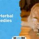 Natural Herbal Remedies for Cats in Heat: Safe Relief | The Ultimate Herbal Remedies Guide: Natural Healing for a Healthier Life