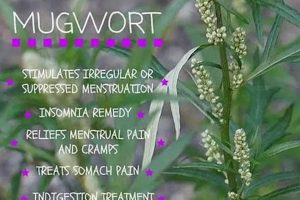 Exploring Mugwort Herbal Uses: Benefits & Risks The Ultimate Herbal Remedies Guide: Natural Healing for a Healthier Life Exploring Mugwort Herbal Uses: Benefits & Risks | The Ultimate Herbal Remedies Guide: Natural Healing for a Healthier Life