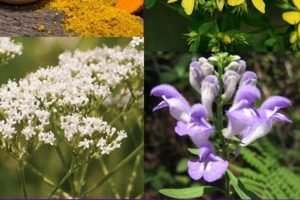 Natural Herbal Remedies for Fibromyalgia Pain Relief The Ultimate Herbal Remedies Guide: Natural Healing for a Healthier Life Natural Herbal Remedies for Fibromyalgia Pain Relief | The Ultimate Herbal Remedies Guide: Natural Healing for a Healthier Life