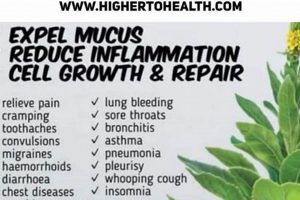 Nature's Mullein: Herbal Uses & Benefits The Ultimate Herbal Remedies Guide: Natural Healing for a Healthier Life Nature's Mullein: Herbal Uses & Benefits | The Ultimate Herbal Remedies Guide: Natural Healing for a Healthier Life