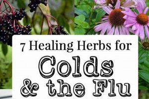 Natural DIY Herbal Remedies for Flu & Colds Relief The Ultimate Herbal Remedies Guide: Natural Healing for a Healthier Life Natural DIY Herbal Remedies for Flu & Colds Relief | The Ultimate Herbal Remedies Guide: Natural Healing for a Healthier Life