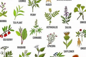 Unlock Benefits: Chinese Herbal Plants Guide The Ultimate Herbal Remedies Guide: Natural Healing for a Healthier Life Unlock Benefits: Chinese Herbal Plants Guide | The Ultimate Herbal Remedies Guide: Natural Healing for a Healthier Life