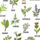 Unlock Benefits: Chinese Herbal Plants Guide | The Ultimate Herbal Remedies Guide: Natural Healing for a Healthier Life