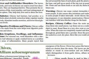 Get Your Lost Book of Herbal Remedies PDF Download Guide The Ultimate Herbal Remedies Guide: Natural Healing for a Healthier Life Get Your Lost Book of Herbal Remedies PDF Download Guide | The Ultimate Herbal Remedies Guide: Natural Healing for a Healthier Life