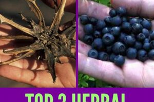 Discover the Best Herbal Remedy for Gout Relief Today The Ultimate Herbal Remedies Guide: Natural Healing for a Healthier Life Discover the Best Herbal Remedy for Gout Relief Today | The Ultimate Herbal Remedies Guide: Natural Healing for a Healthier Life