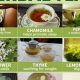 Herbals: Is Green Tea a Herbal Tea? Facts Inside! | The Ultimate Herbal Remedies Guide: Natural Healing for a Healthier Life
