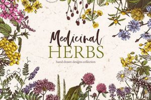 Best Herbal Clip Art: Stock Images & More! The Ultimate Herbal Remedies Guide: Natural Healing for a Healthier Life Best Herbal Clip Art: Stock Images & More! | The Ultimate Herbal Remedies Guide: Natural Healing for a Healthier Life