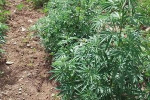 Discover Herbal Farms: Your Guide to Medicinal Plants The Ultimate Herbal Remedies Guide: Natural Healing for a Healthier Life Discover Herbal Farms: Your Guide to Medicinal Plants | The Ultimate Herbal Remedies Guide: Natural Healing for a Healthier Life