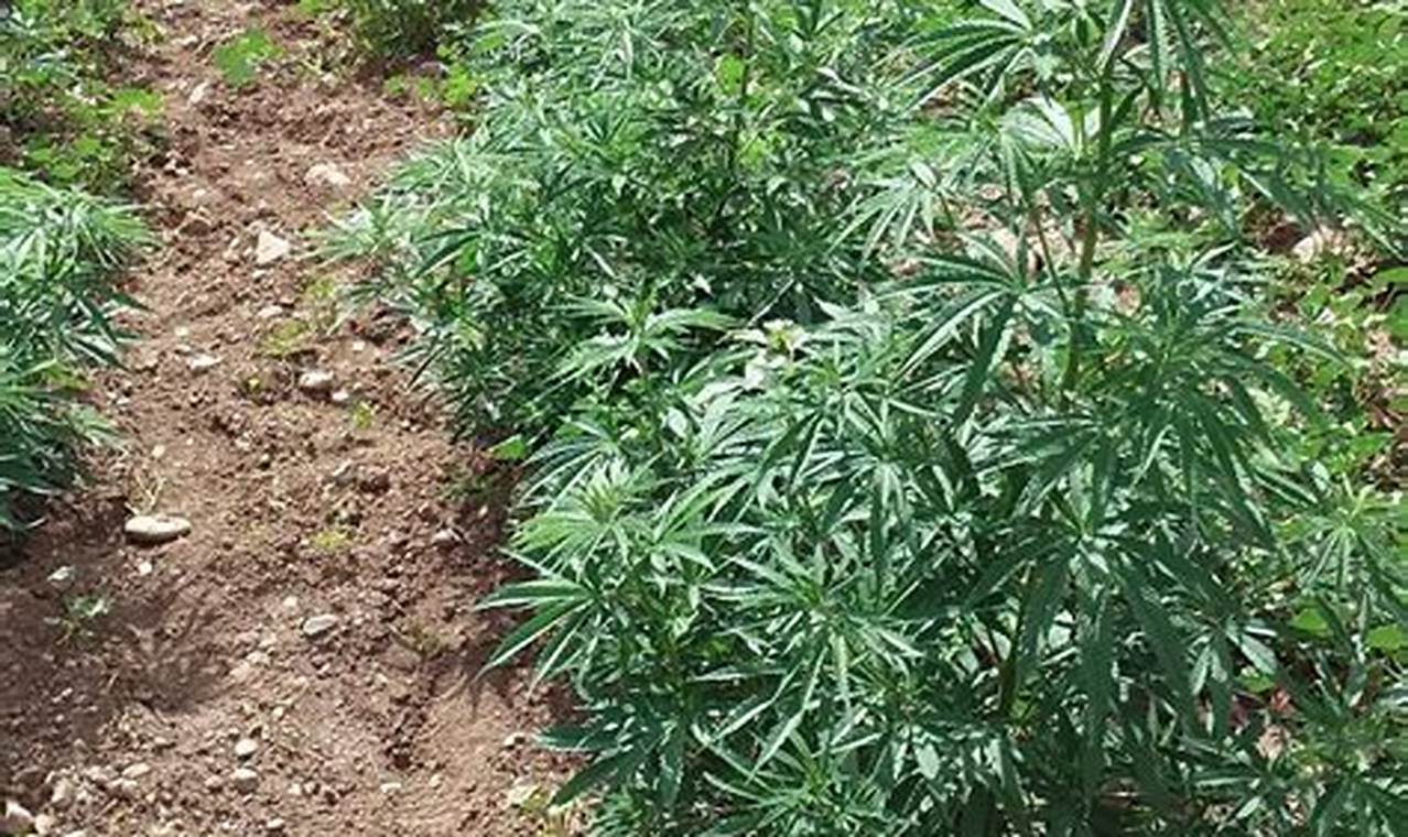 Discover Herbal Farms: Your Guide to Medicinal Plants The Ultimate Herbal Remedies Guide: Natural Healing for a Healthier Life Discover Herbal Farms: Your Guide to Medicinal Plants | The Ultimate Herbal Remedies Guide: Natural Healing for a Healthier Life