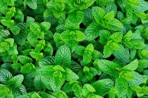 Easy Herbal Grow Guide: Tips & Secrets The Ultimate Herbal Remedies Guide: Natural Healing for a Healthier Life Easy Herbal Grow Guide: Tips & Secrets | The Ultimate Herbal Remedies Guide: Natural Healing for a Healthier Life