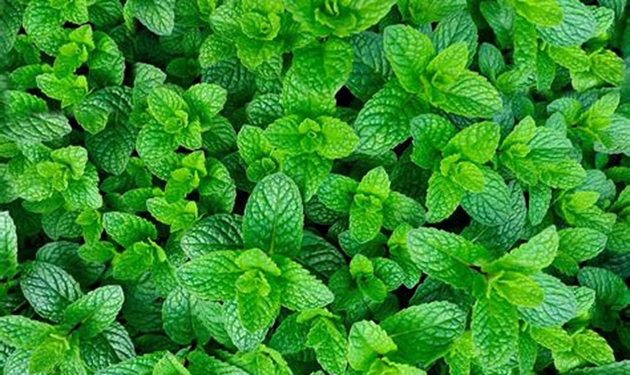 Easy Herbal Grow Guide: Tips & Secrets The Ultimate Herbal Remedies Guide: Natural Healing for a Healthier Life Easy Herbal Grow Guide: Tips & Secrets | The Ultimate Herbal Remedies Guide: Natural Healing for a Healthier Life