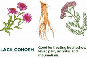 Ancient Roots: Native American Herbal Remedies Today The Ultimate Herbal Remedies Guide: Natural Healing for a Healthier Life Ancient Roots: Native American Herbal Remedies Today | The Ultimate Herbal Remedies Guide: Natural Healing for a Healthier Life