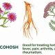 Ancient Roots: Native American Herbal Remedies Today | The Ultimate Herbal Remedies Guide: Natural Healing for a Healthier Life