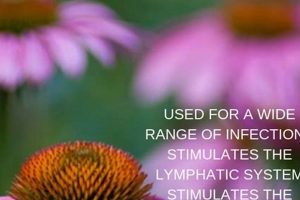 Boost Immunity: Echinacea Herbal Remedy Guide The Ultimate Herbal Remedies Guide: Natural Healing for a Healthier Life Boost Immunity: Echinacea Herbal Remedy Guide | The Ultimate Herbal Remedies Guide: Natural Healing for a Healthier Life