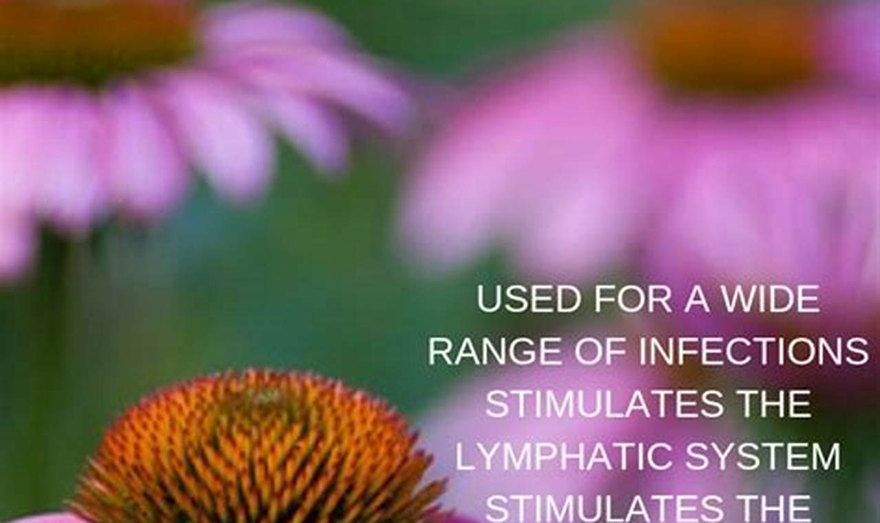 Boost Immunity: Echinacea Herbal Remedy Guide The Ultimate Herbal Remedies Guide: Natural Healing for a Healthier Life Boost Immunity: Echinacea Herbal Remedy Guide | The Ultimate Herbal Remedies Guide: Natural Healing for a Healthier Life