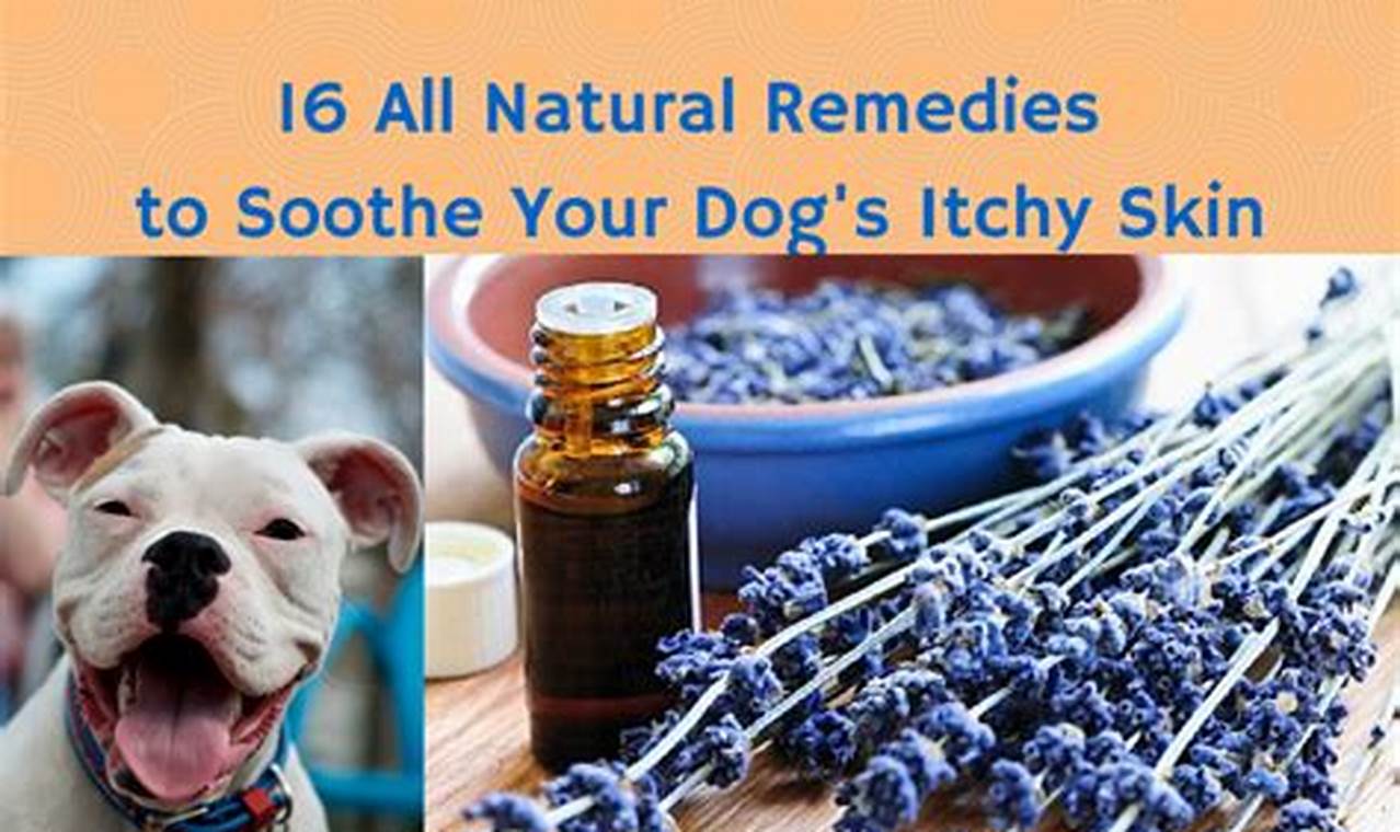 Natural Herbal Remedies for Itchy Dogs: Relief Tips The Ultimate Herbal Remedies Guide: Natural Healing for a Healthier Life Natural Herbal Remedies for Itchy Dogs: Relief Tips | The Ultimate Herbal Remedies Guide: Natural Healing for a Healthier Life