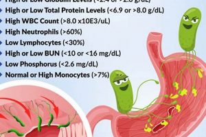 Quick H Pylori Relief: 3-Day Herbal Treatment Plan The Ultimate Herbal Remedies Guide: Natural Healing for a Healthier Life Quick H Pylori Relief: 3-Day Herbal Treatment Plan | The Ultimate Herbal Remedies Guide: Natural Healing for a Healthier Life