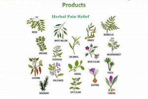 Natural Herbal Pain Medicine: Relief & Benefits The Ultimate Herbal Remedies Guide: Natural Healing for a Healthier Life Natural Herbal Pain Medicine: Relief & Benefits | The Ultimate Herbal Remedies Guide: Natural Healing for a Healthier Life