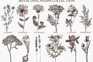 Ancient Herbal Drawings: Botanical Art & Lore The Ultimate Herbal Remedies Guide: Natural Healing for a Healthier Life Ancient Herbal Drawings: Botanical Art & Lore | The Ultimate Herbal Remedies Guide: Natural Healing for a Healthier Life