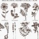 Ancient Herbal Drawings: Botanical Art & Lore | The Ultimate Herbal Remedies Guide: Natural Healing for a Healthier Life