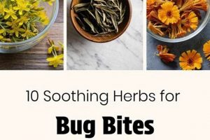 Natural Herbal Remedies for Bug Bites Relief Guide The Ultimate Herbal Remedies Guide: Natural Healing for a Healthier Life Natural Herbal Remedies for Bug Bites Relief Guide | The Ultimate Herbal Remedies Guide: Natural Healing for a Healthier Life