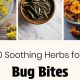 Natural Herbal Remedies for Bug Bites Relief Guide | The Ultimate Herbal Remedies Guide: Natural Healing for a Healthier Life
