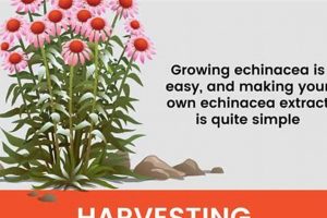 Natural Echinacea Herbal Uses: Benefits & Guide The Ultimate Herbal Remedies Guide: Natural Healing for a Healthier Life Natural Echinacea Herbal Uses: Benefits & Guide | The Ultimate Herbal Remedies Guide: Natural Healing for a Healthier Life