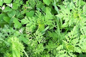 Wild Carrot Herbals: Secrets & Benefits Unveiled The Ultimate Herbal Remedies Guide: Natural Healing for a Healthier Life Wild Carrot Herbals: Secrets & Benefits Unveiled | The Ultimate Herbal Remedies Guide: Natural Healing for a Healthier Life