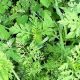 Wild Carrot Herbals: Secrets &amp; Benefits Unveiled | The Ultimate Herbal Remedies Guide: Natural Healing for a Healthier Life