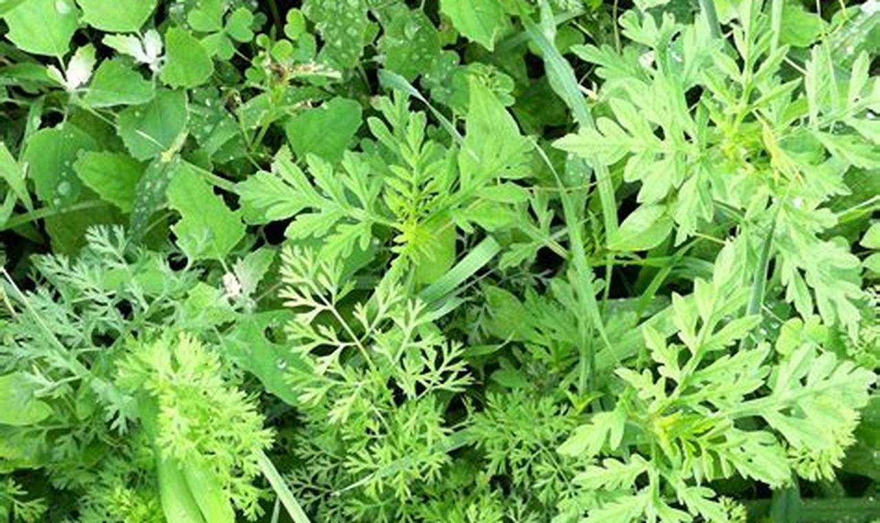 Wild Carrot Herbals: Secrets & Benefits Unveiled The Ultimate Herbal Remedies Guide: Natural Healing for a Healthier Life Wild Carrot Herbals: Secrets & Benefits Unveiled | The Ultimate Herbal Remedies Guide: Natural Healing for a Healthier Life