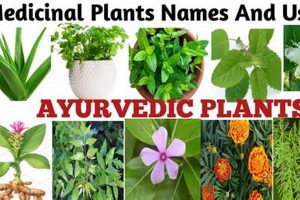 Unlock Ayurvedic Herbal Plants: Uses & Benefits The Ultimate Herbal Remedies Guide: Natural Healing for a Healthier Life Unlock Ayurvedic Herbal Plants: Uses & Benefits | The Ultimate Herbal Remedies Guide: Natural Healing for a Healthier Life
